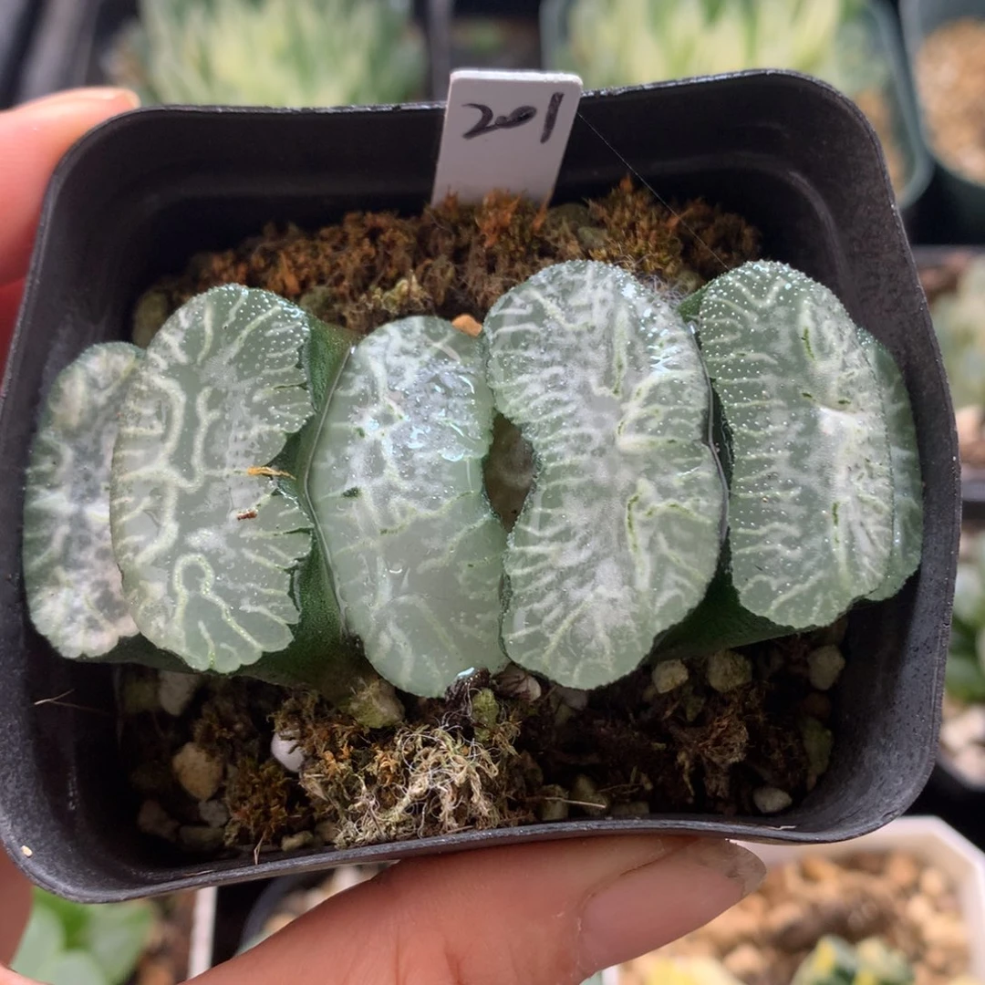 布袋玉扇，带盆发货