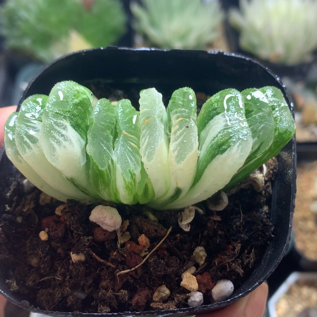 草玉扇锦，带盆发货