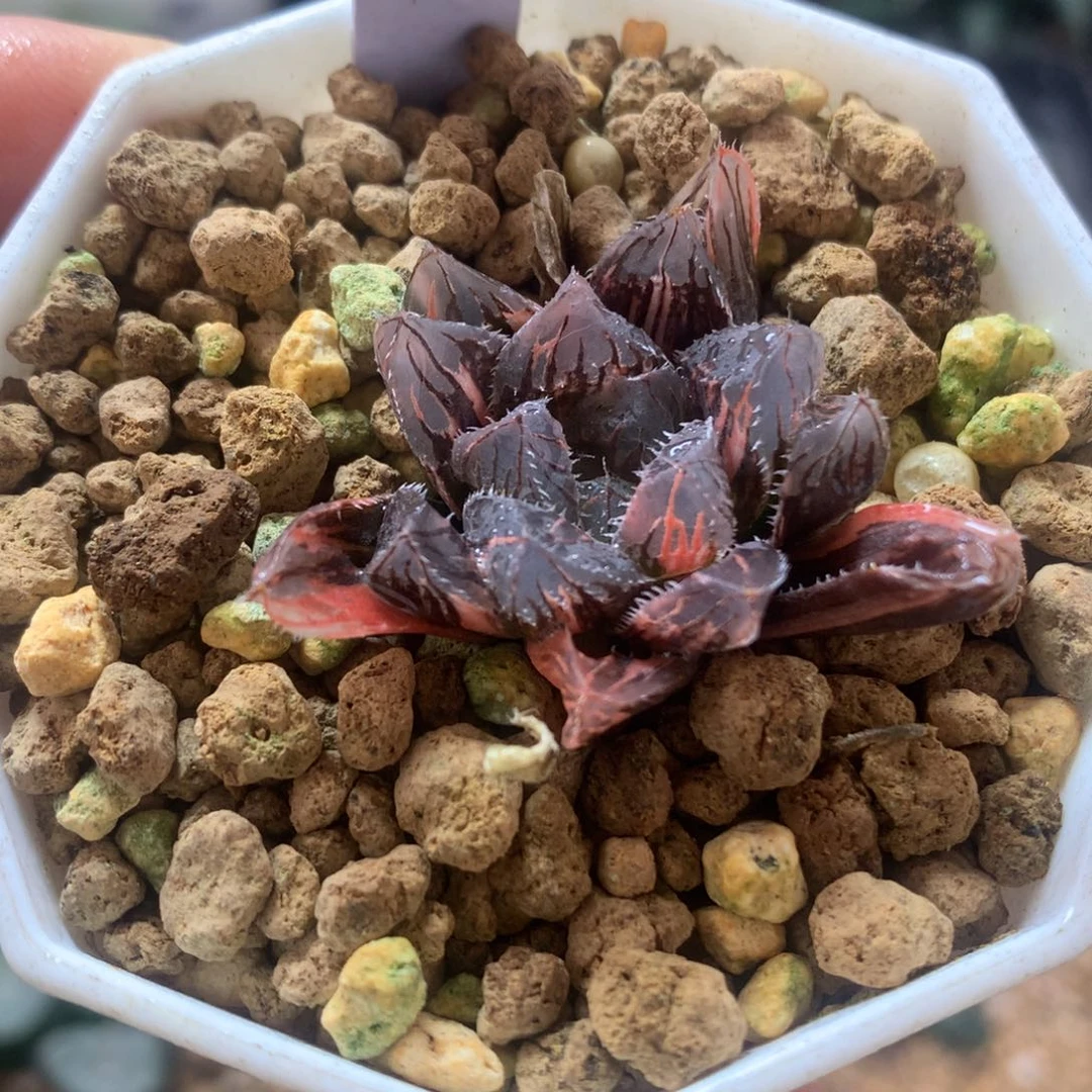 赤斑玉露锦，带盆发货