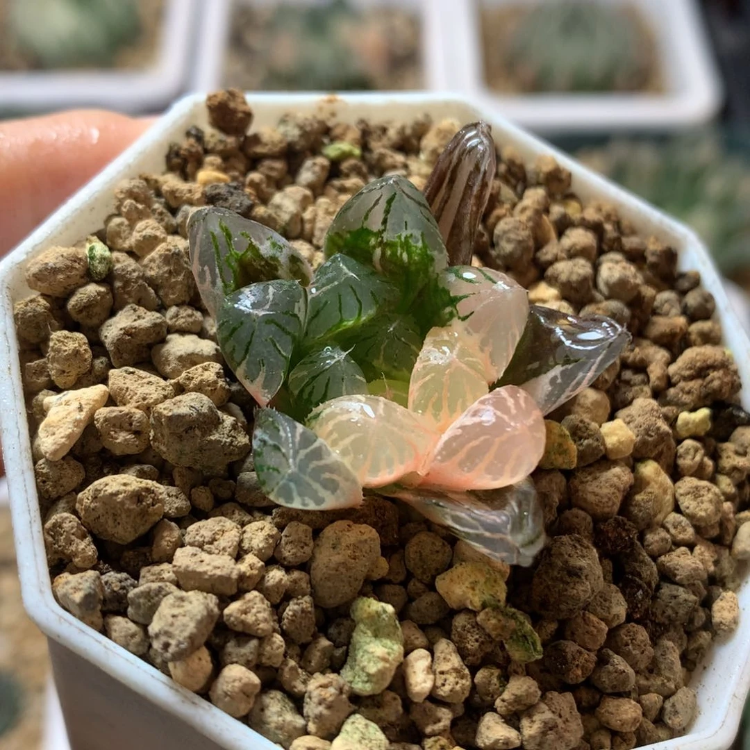 玉露锦，带盆发货