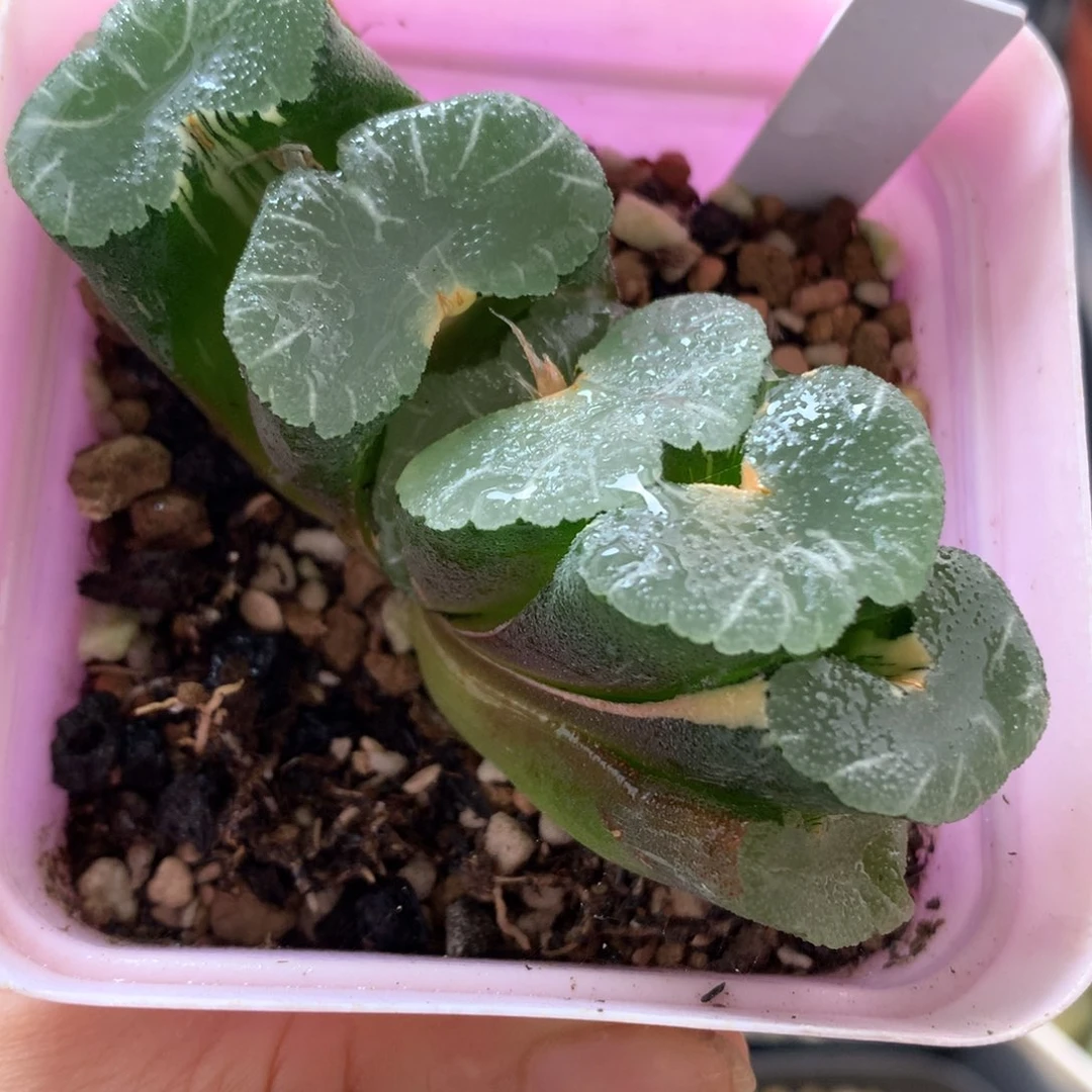 大绳玉扇锦，带盆发货