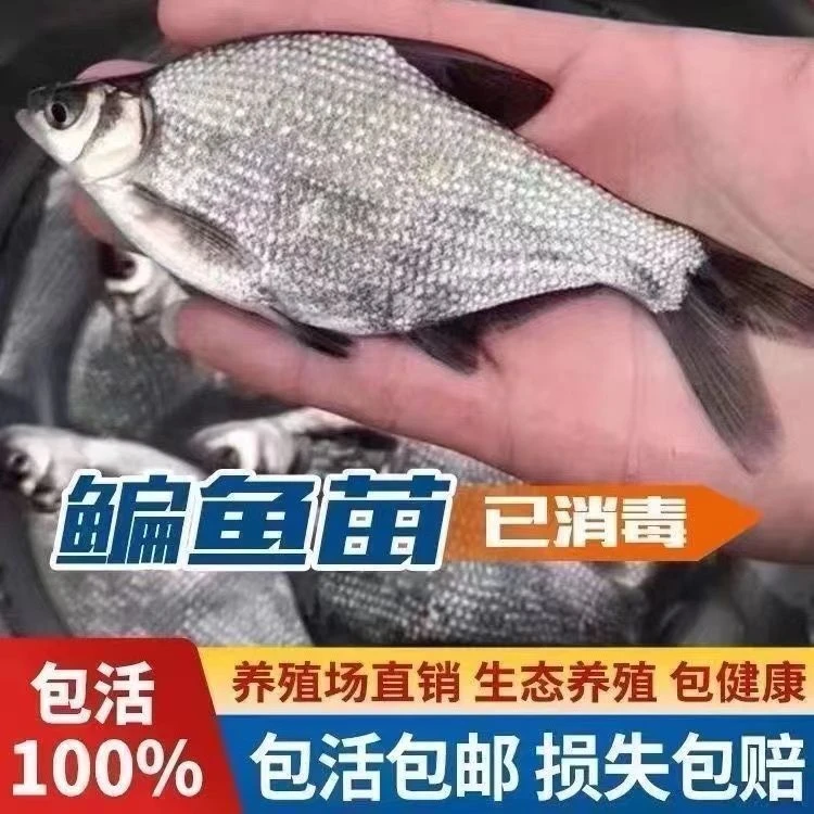 鳊鱼 武昌鱼 冷水三角边鱼1-8公分养殖场直发 水族宠物观赏鱼