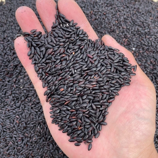 阿牛专属福利【黑米】净重3斤（可搭莲子煮)