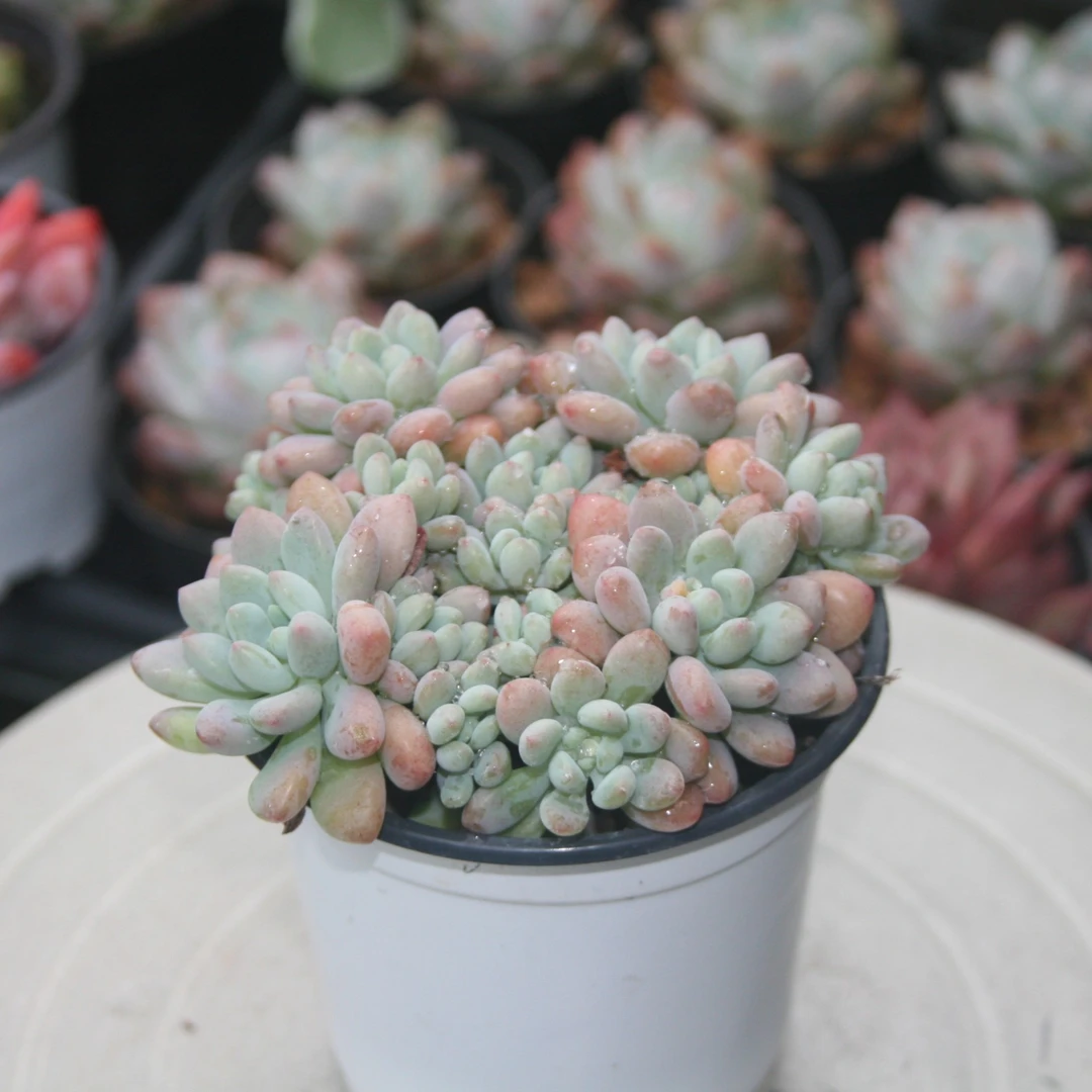 【新疆满28】泡泡糖多肉空气耐旱上盆发货展示种植售后下单精品大