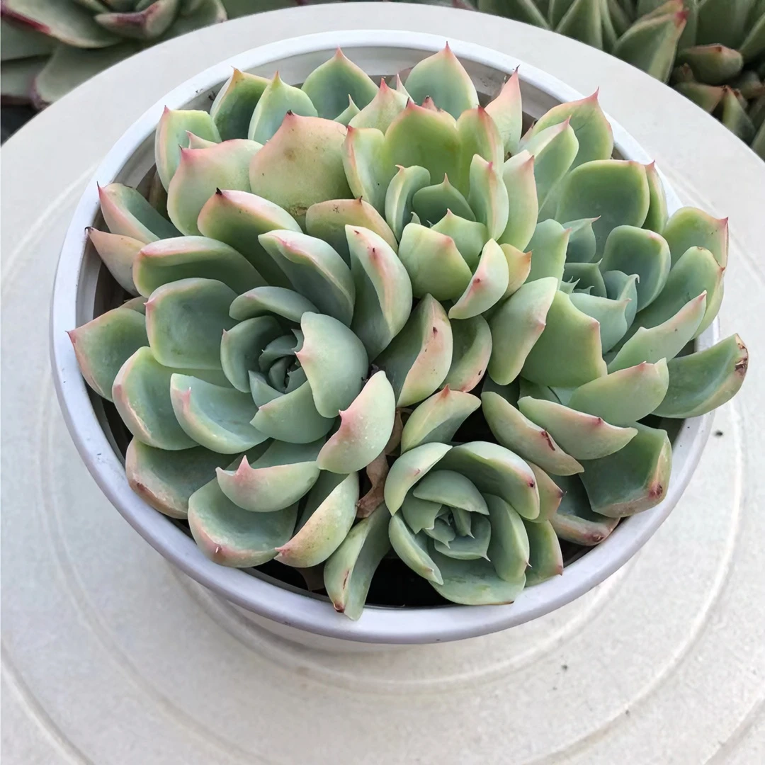 【新疆满28】侧影多肉空气粉色红色净化防辐射美观冬季大麒麟真品