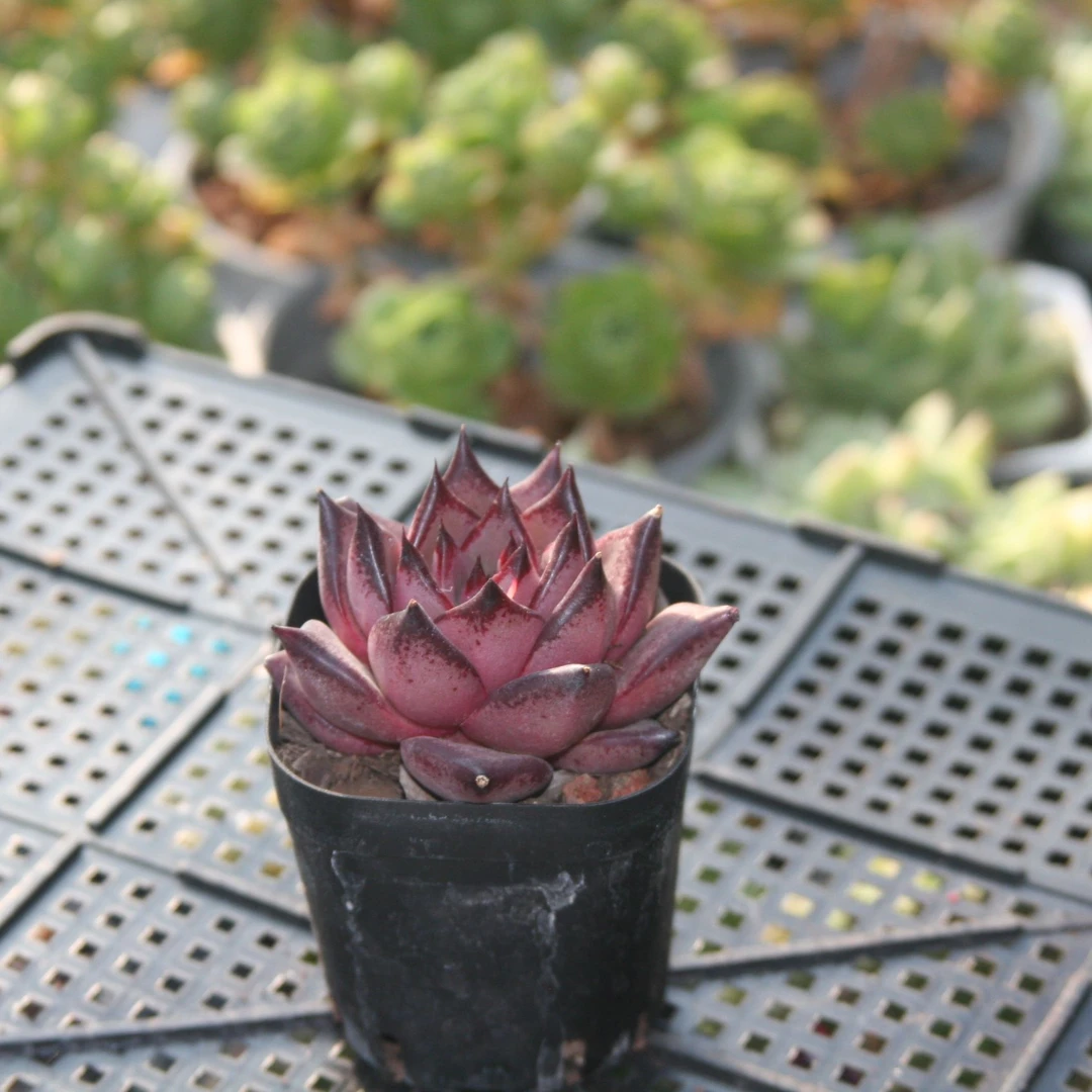 【新疆满28】罗蜜欧多肉植物组合盆栽精控控养简单美丽美观特惠好看