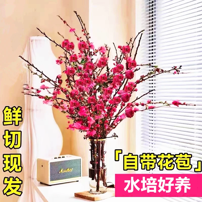【春节开花】干枝红梅水培鲜枝桃花带花苞水培红梅花卉耐寒新年