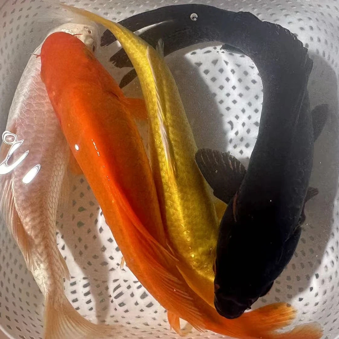 【大四喜】18-20cm1红1白1黑1金冷水淡水观赏鱼易活