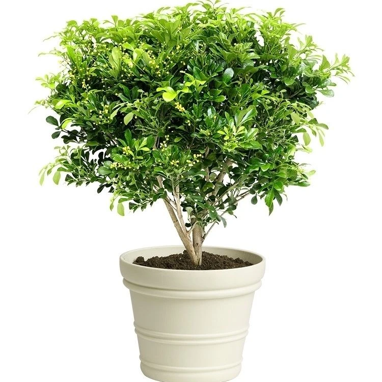 香水米兰花盆栽米兰花清香淡雅香型室内绿植净化空气驱蚊四季开花