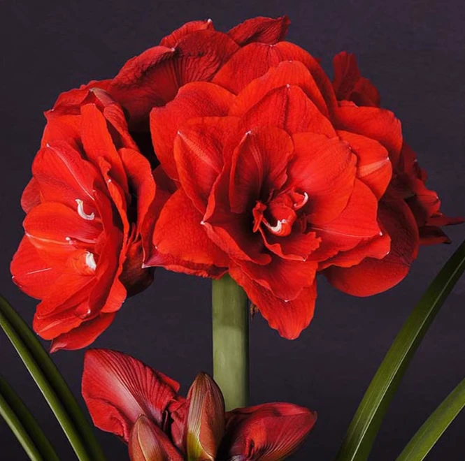 福利款荷兰朱【双龙】朱顶红4cm种球自然球阳台盆栽多年生球根花卉