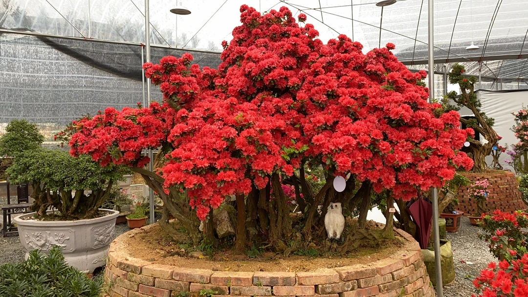 丹东红杜鹃，树桩杜鹃花，耐热耐寒庭院地栽盆栽均可