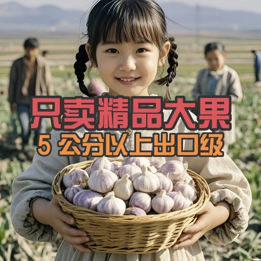 净重 3 斤大蒜精品大果出口金乡紫白皮大蒜新鲜干蒜香辣调味蔬菜