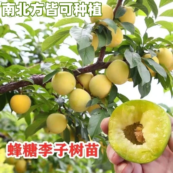 正宗蜂糖李子树苗法兰西梅苗果树苗盆栽地种南方北方种植当年结果