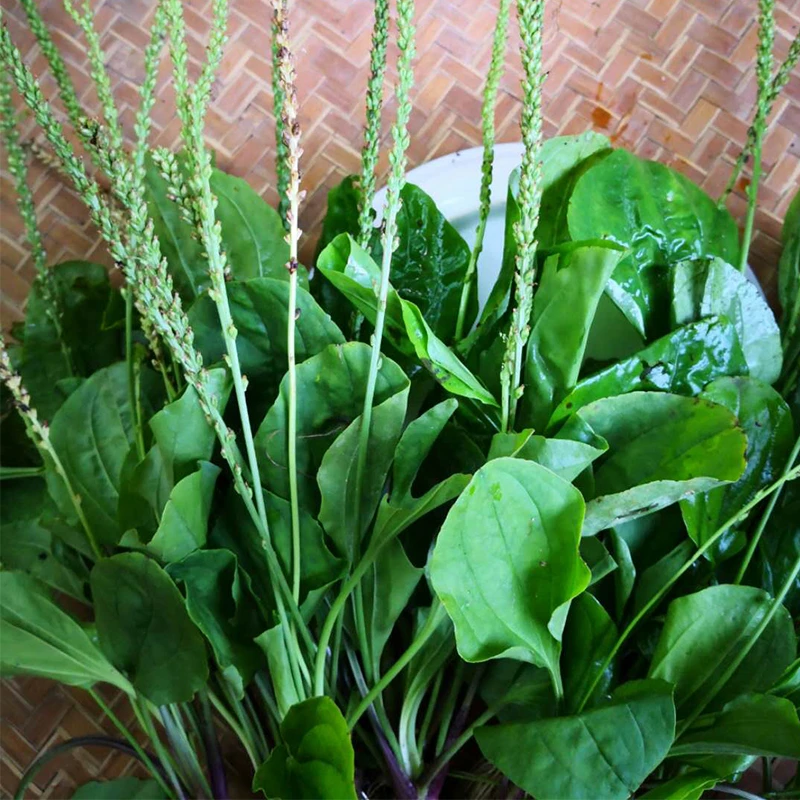 新鲜车前草纯天然正宗车前草茶干货整颗带根车前子1斤3斤食用可食