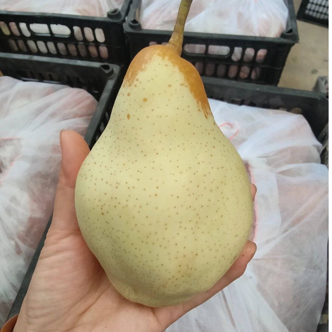贵妃梨河北特产正宗香蕉梨油瓶梨大头梨太婆梨孕妇水果软梨5斤9斤