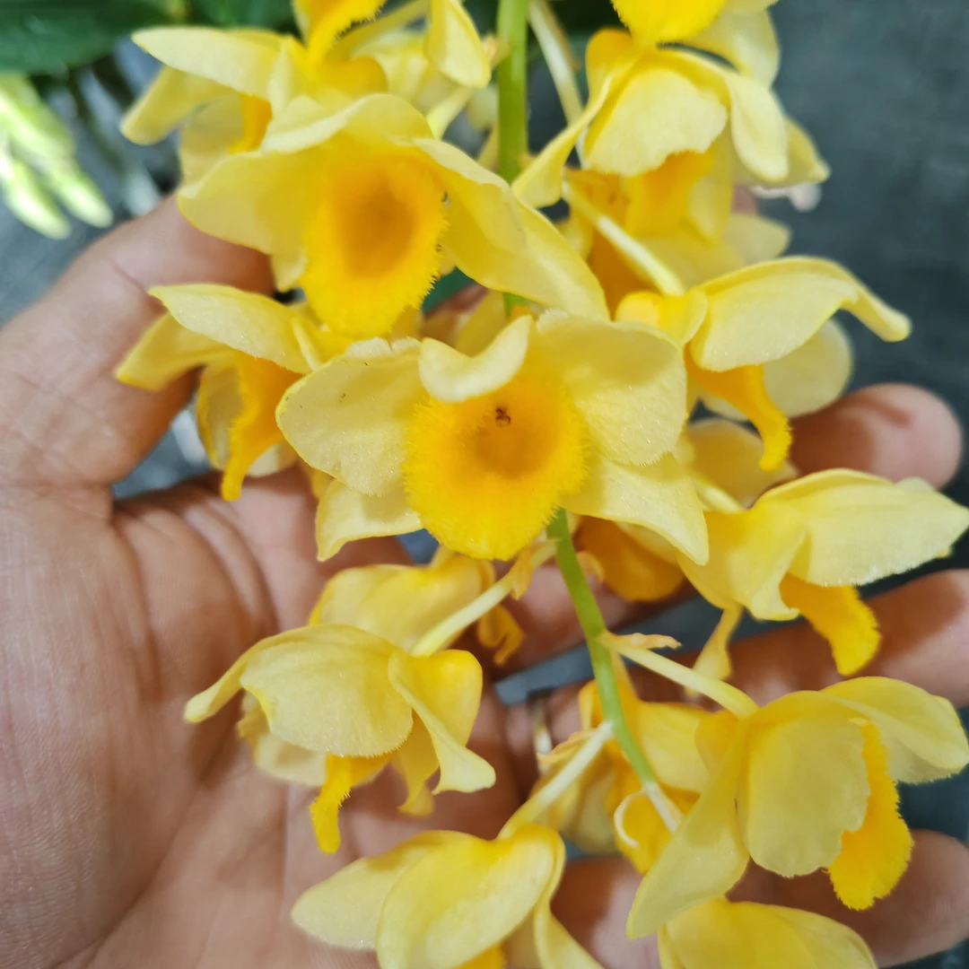 蜜花石斛  带花苞花芽 清香型 原盆原土发货