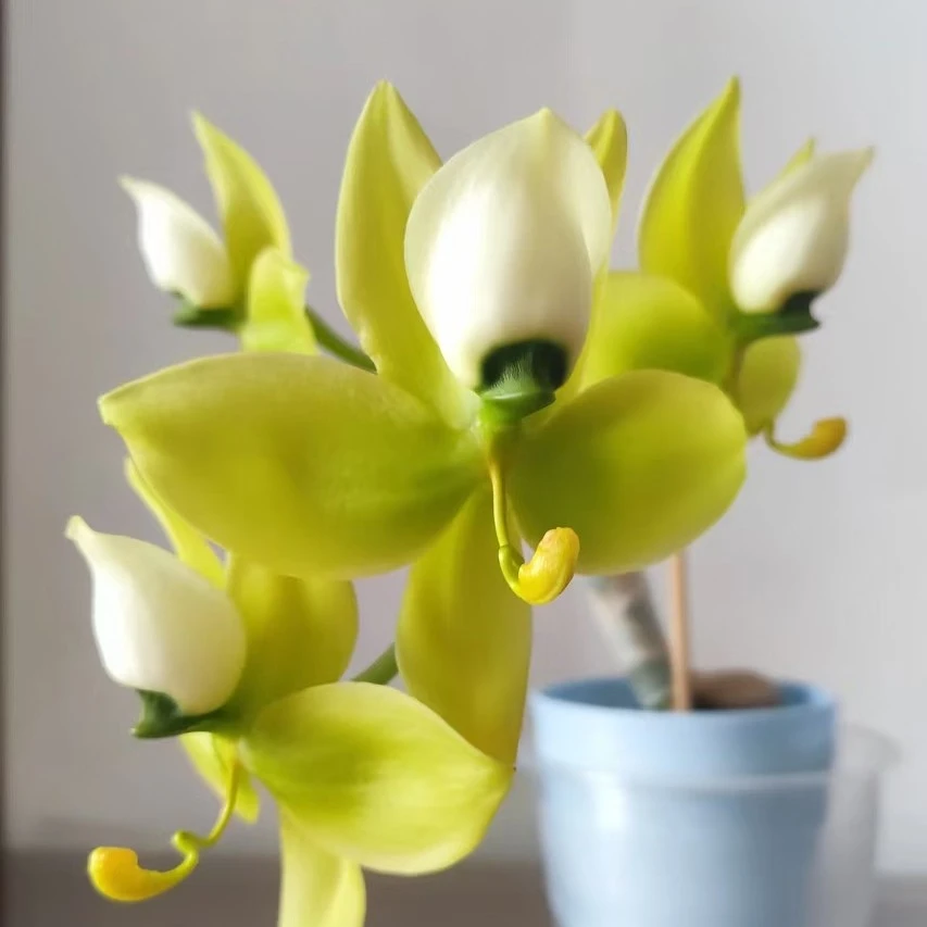 绿派Cyk Mass Confusion Green pie进口天鹅兰 原盆发货