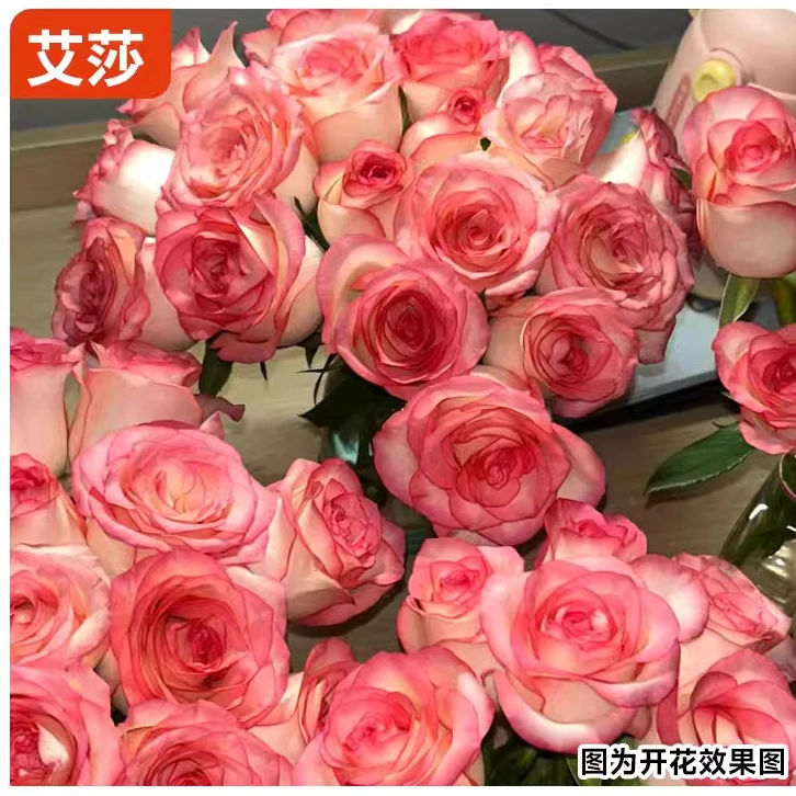 艾莎月季花玫瑰花盆栽四季开花浓香家里阳台地栽庭院室内花卉花园