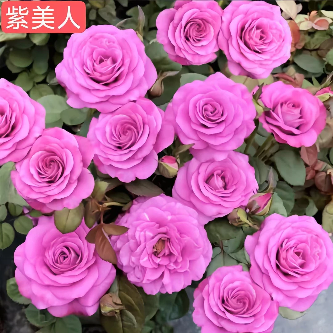 紫美人月季花玫瑰盆栽四季开花家里阳台室内庭院花卉植物玫瑰花