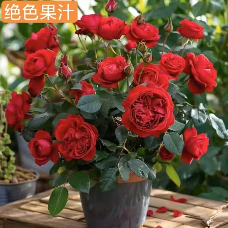 绝色果汁月季玫瑰盆栽四季开花家里盆栽栽庭院内外月季花果汁飞溅