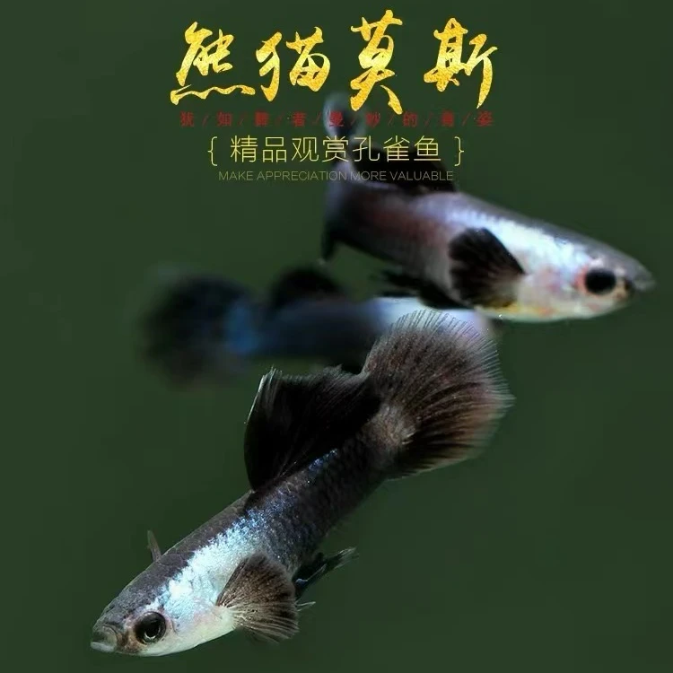 精品胎生熊猫精灵孔雀鱼活体观赏鱼（入缸后不包损）