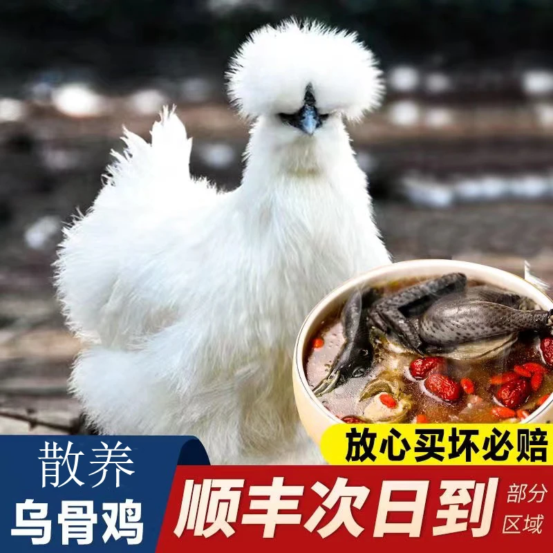 乌鸡【买二送二】新鲜正宗活体现杀白凤乌鸡月子鸡乌骨鸡4只装