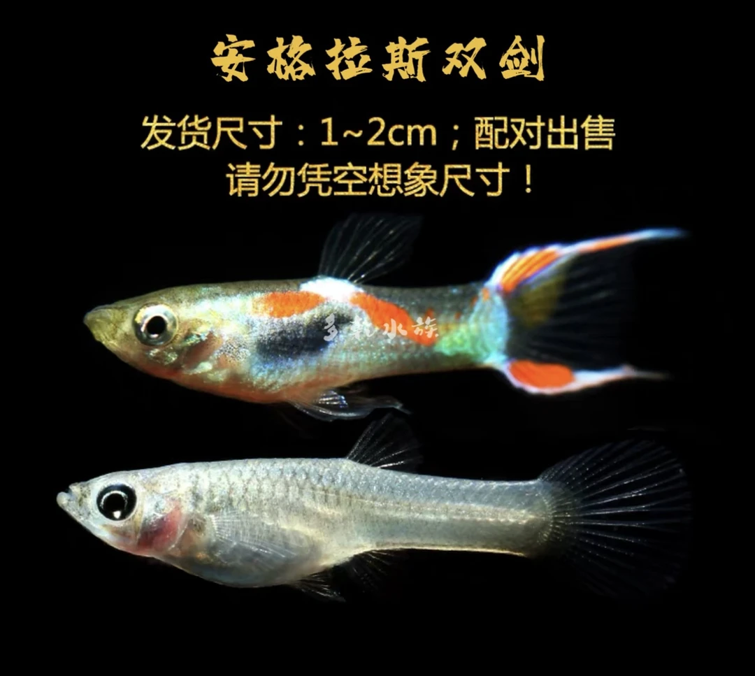 精品观赏鱼 安格拉丝双剑