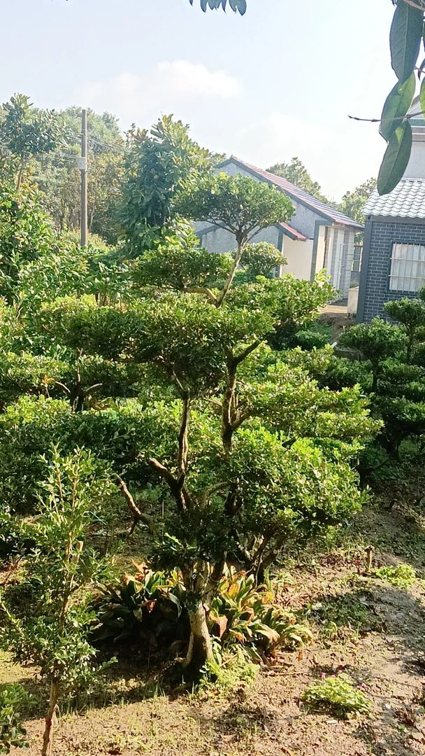 黄杨入户，发家致富，好活易养！