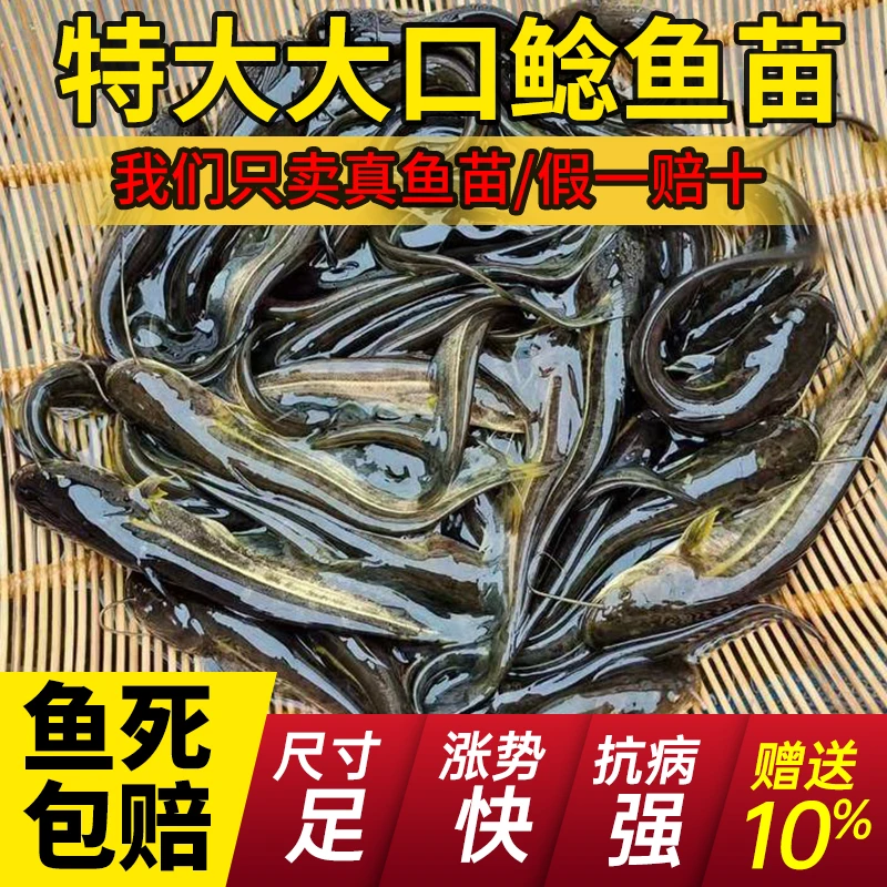 南方大口鲶鱼苗冷淡水养殖食用二须河鲶土鲶埃及塘鲺鲶活体宠物鱼