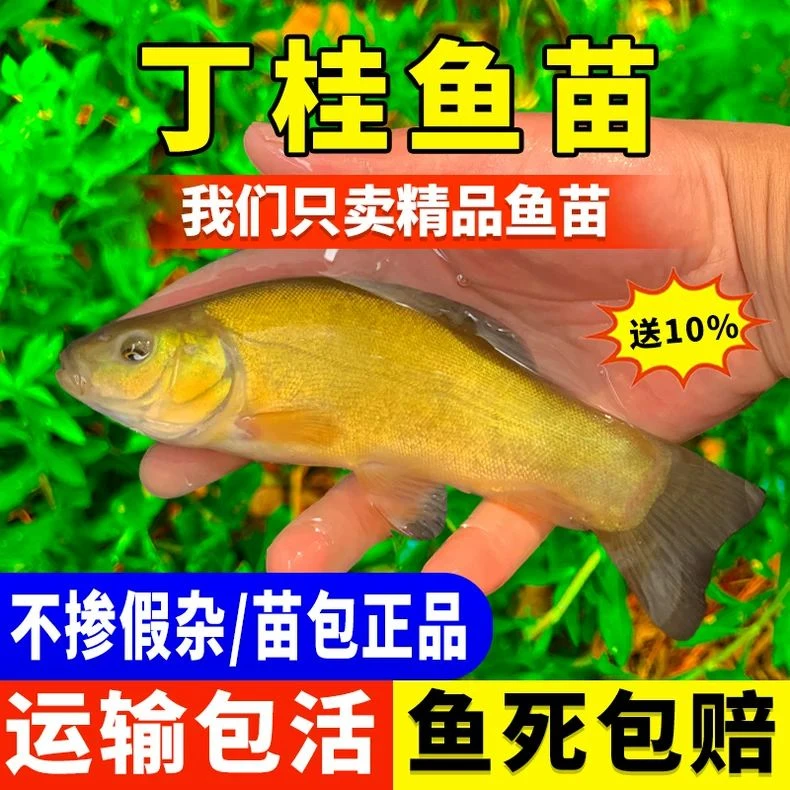 丁桂鱼苗淡水养殖食用丁鱥鱼贵鱼鳜鱼医生特大尺寸鱼池塘宠物活体