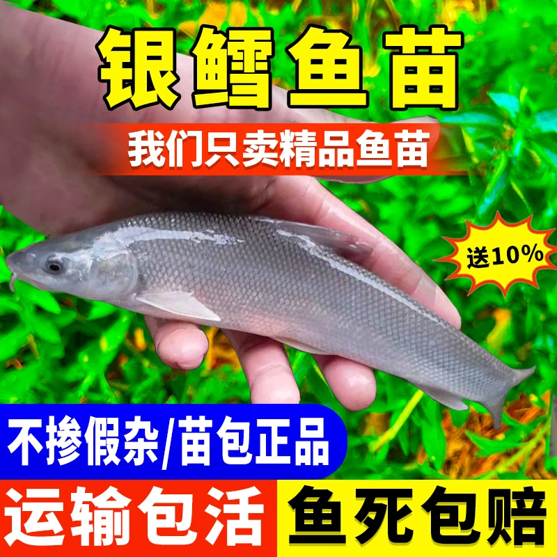 银鳕鱼苗淡水养殖食用红眼银雪鱼宠物活体冷水高档观赏鱼好养耐活