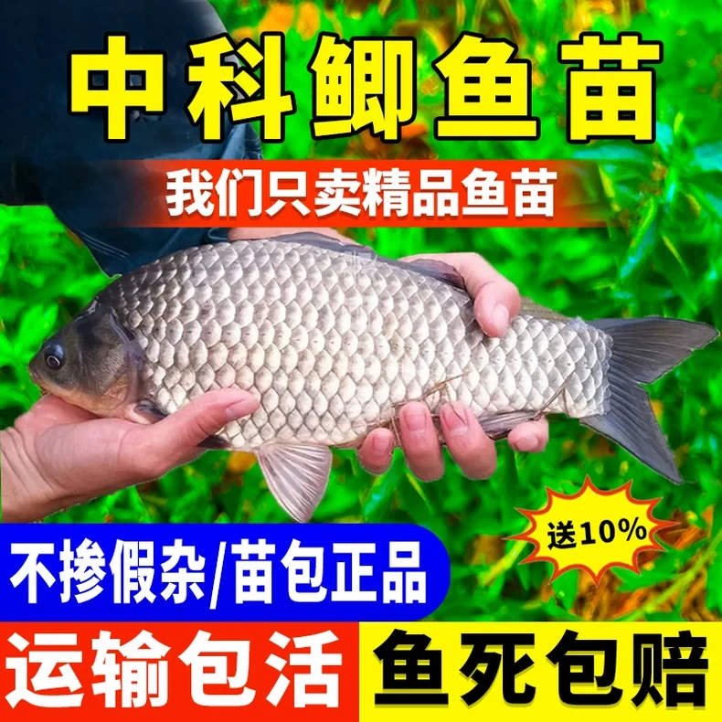 特大板鲫黄金鲫鱼苗中科35号工程高背湘云土鲫鱼淡水宠物养殖食用