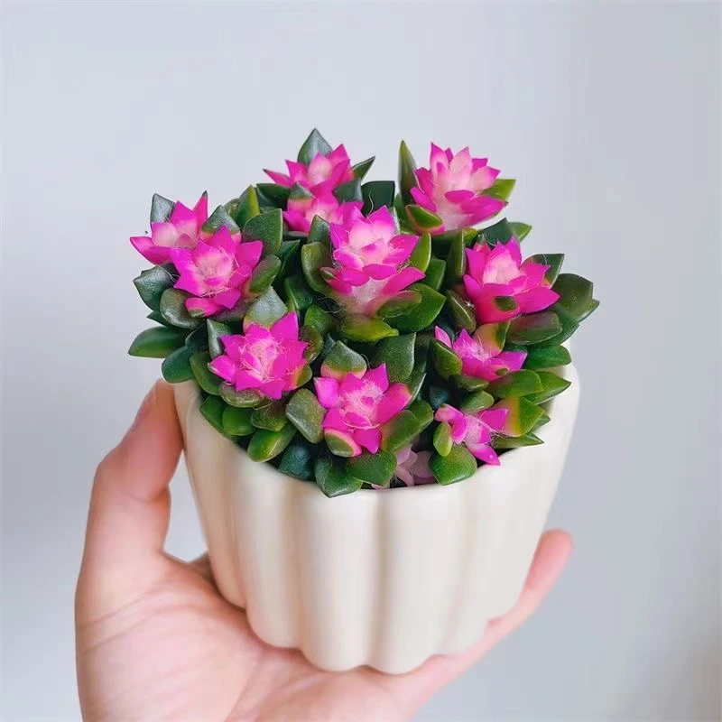 【满18包邮】吉祥如意吹雪满盆多肉植物7-8cm【带塑料盆】