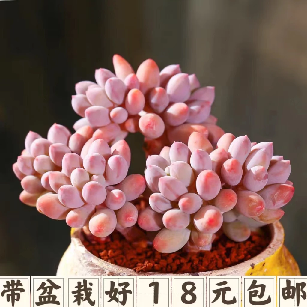 【满18元包邮】婴儿手指多肉植物4-5厘米【带塑料盆】