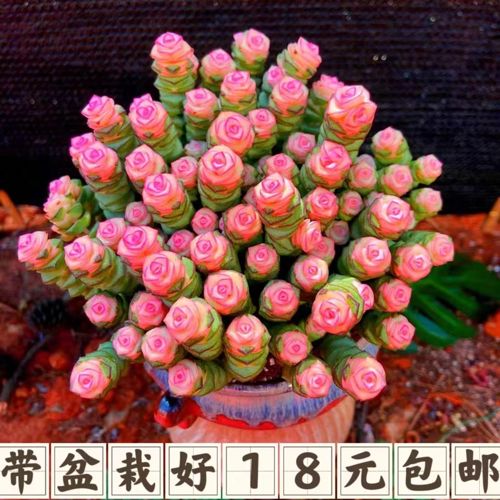 彩色钱多多40头起[满18包邮]多肉植物好养