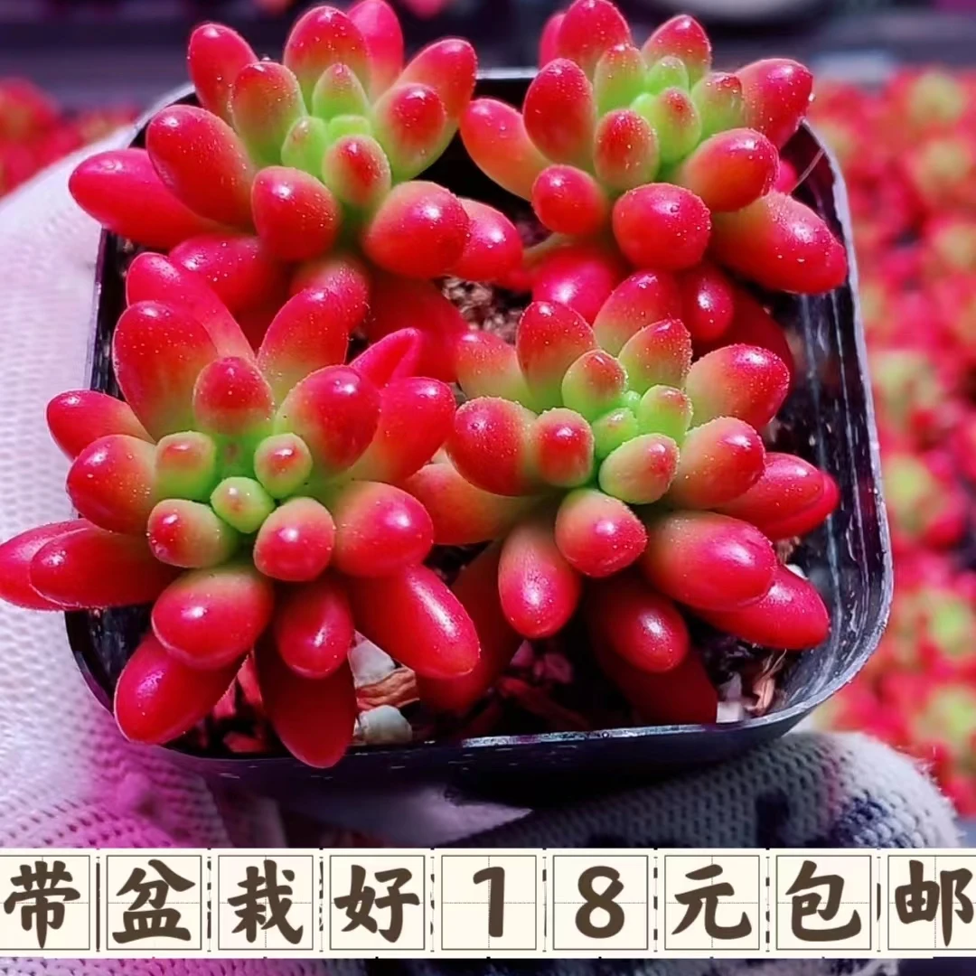 【满18包邮】红之玉多肉植物4-5厘米【带塑料盆】