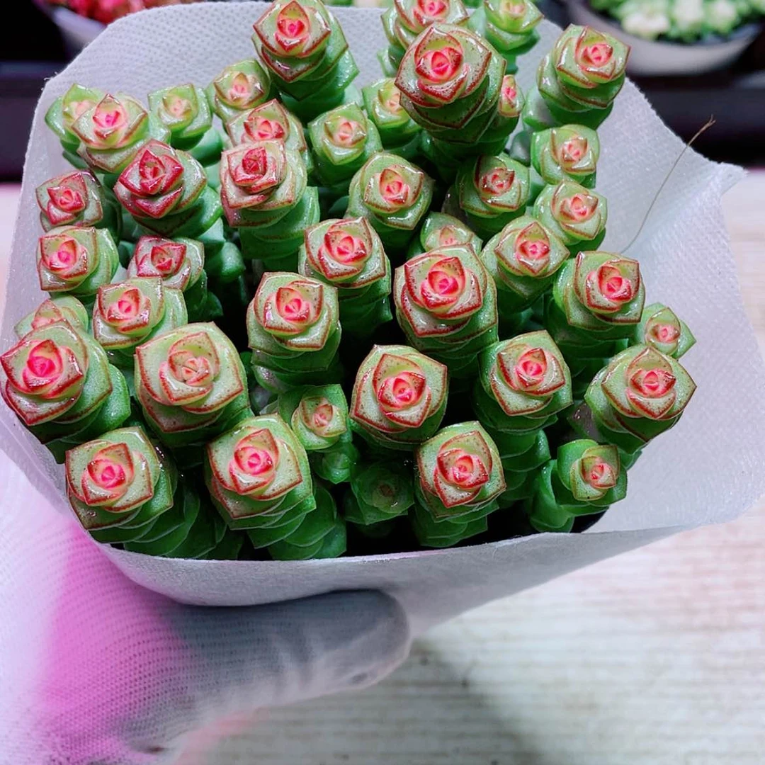 【闪购商品】钱多多一盆散装