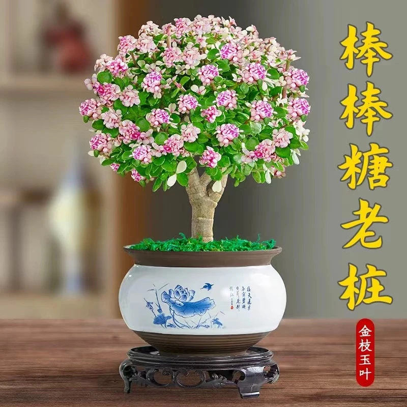 【满18包邮】老桩金枝玉叶多肉植物【带塑料盆】