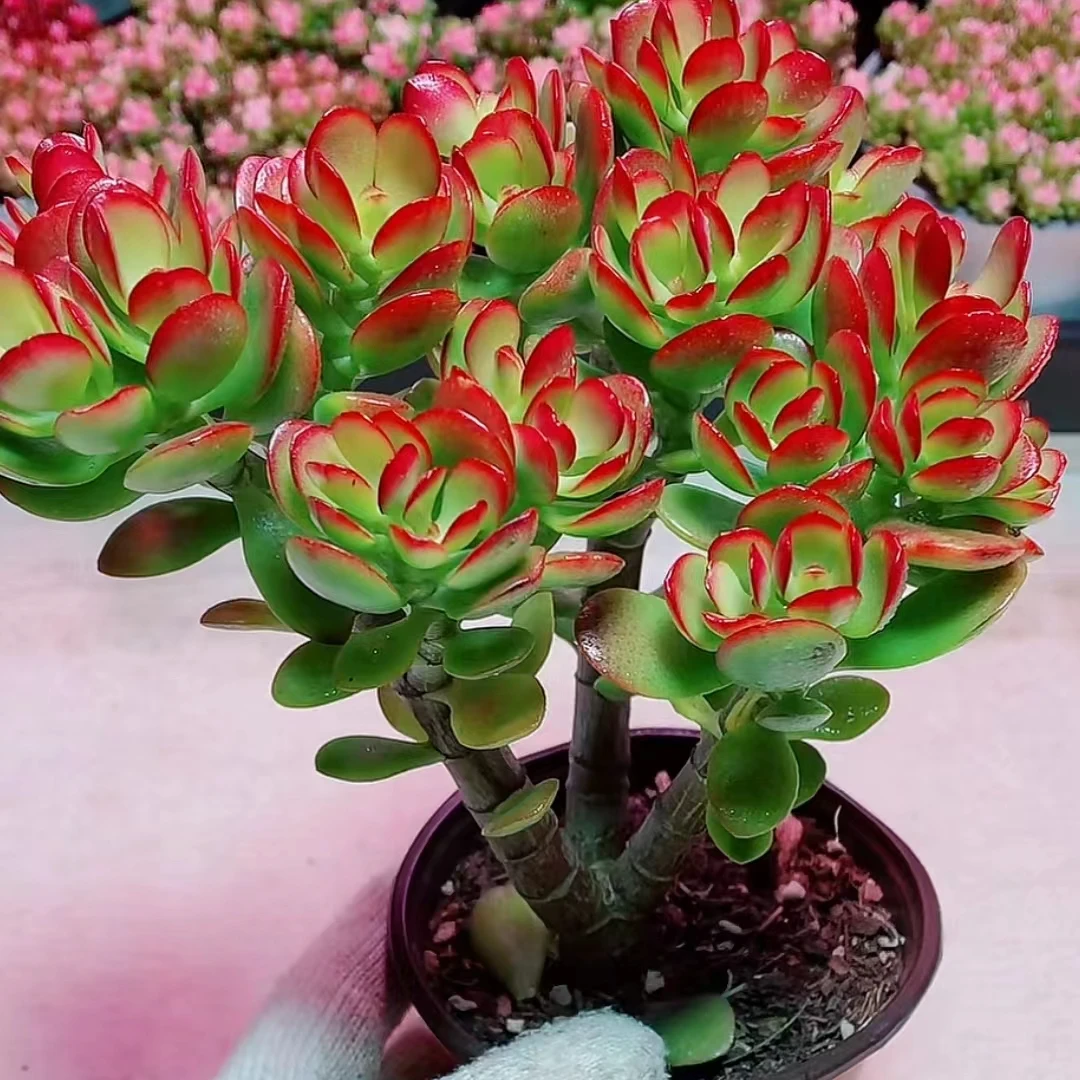 【摇钱树老桩】{满18包邮}