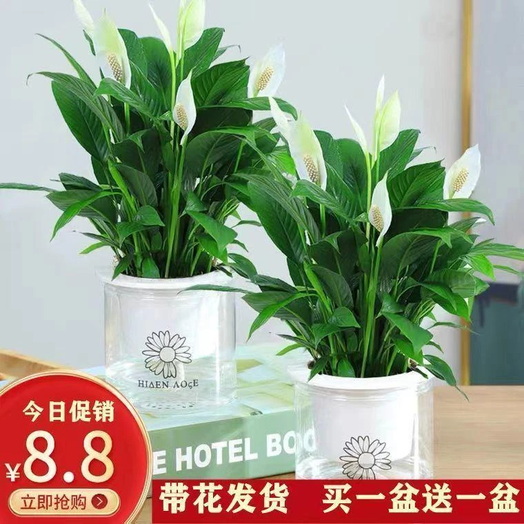 白掌大盆一帆风顺水培养植物绿植盆栽室内植物花卉室内好养易养活