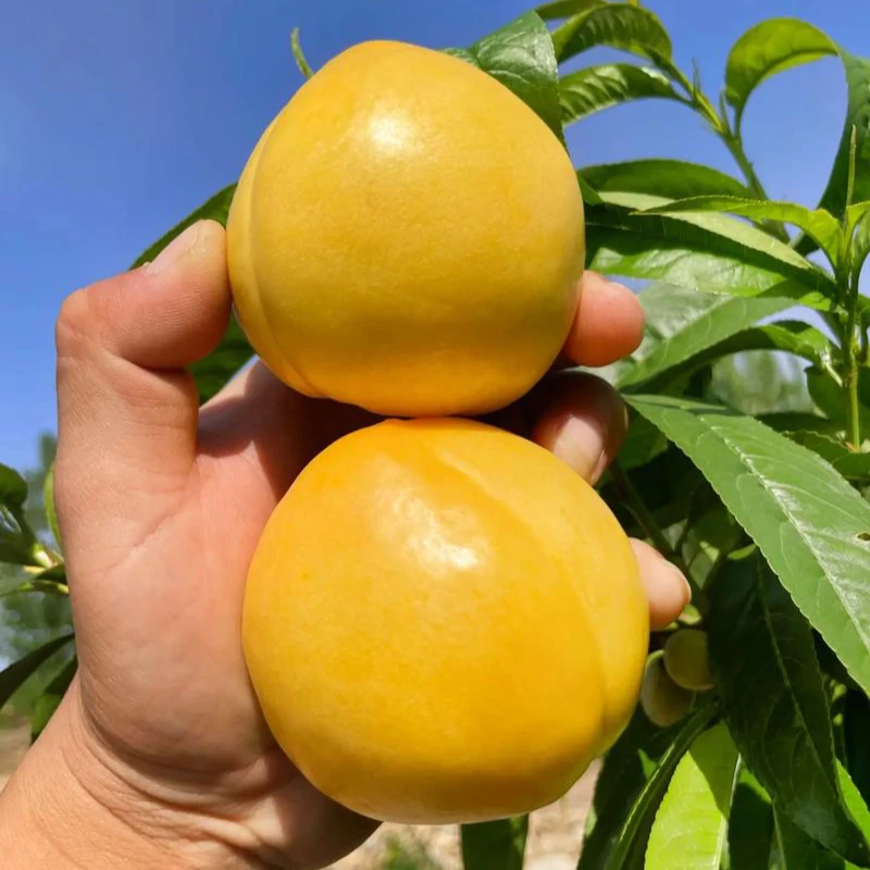 山东黄金油桃4.5斤 当季新鲜水果桃子香甜可口软硬两吃qz