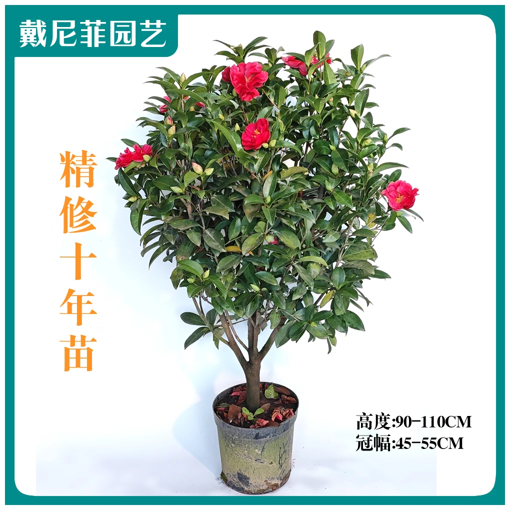 【夏日七心-精修大冠幅】四季茶花山茶花盆栽阳台庭院绿植耐寒耐热