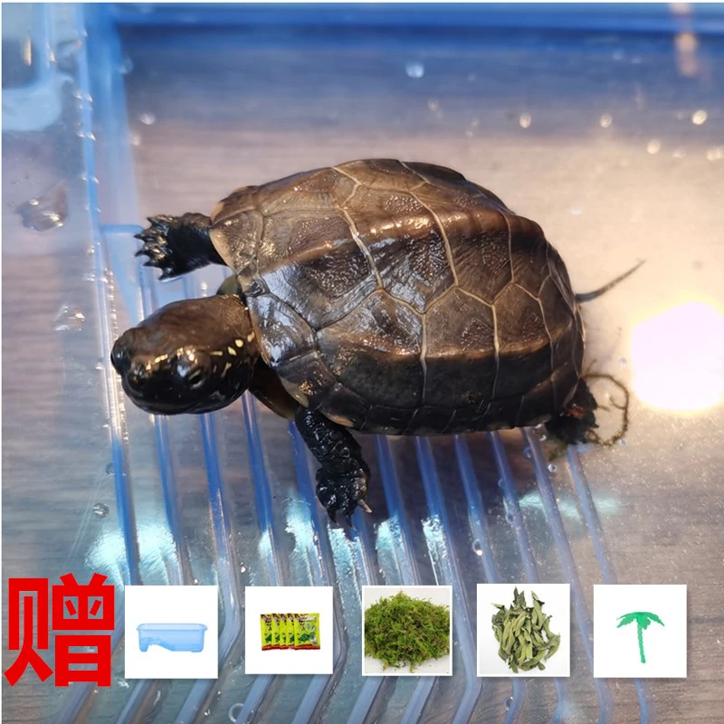 宠物龟小乌龟中华草龟办公室居家观赏龟送乌龟专用缸送龟粮