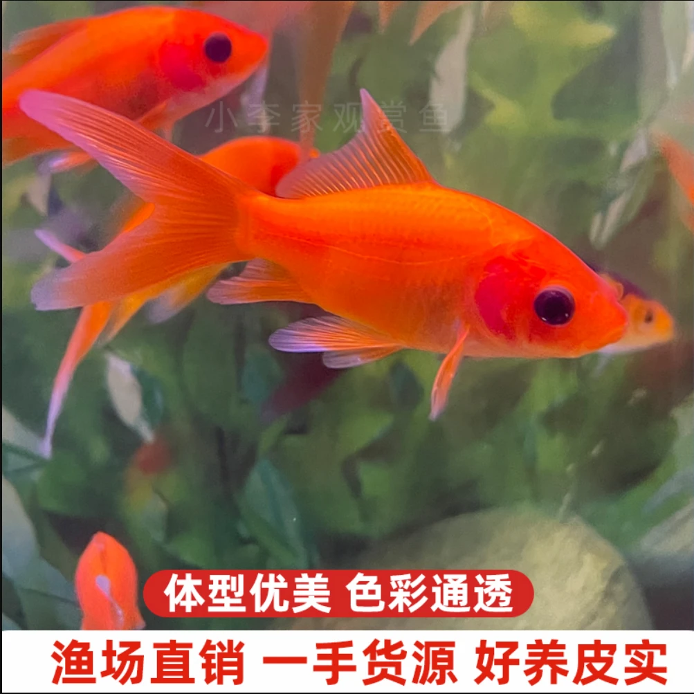 保活到家好养皮实耐活冷水鹦鹉观赏鱼小型葡萄眼黑眼淡水养殖