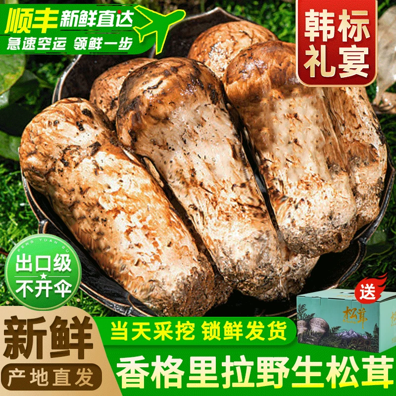 【精选】香格里拉原产地松茸新鲜松茸出口级松茸煲汤刺身送礼