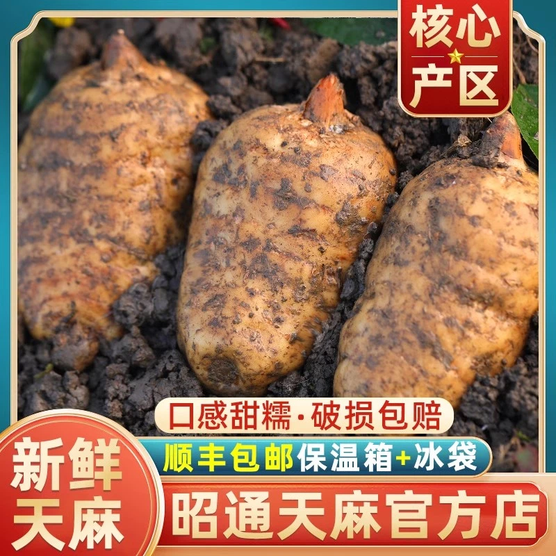 【老关甄选】云南昭通小草坝新鲜天麻500g现挖现发鲜货天麻