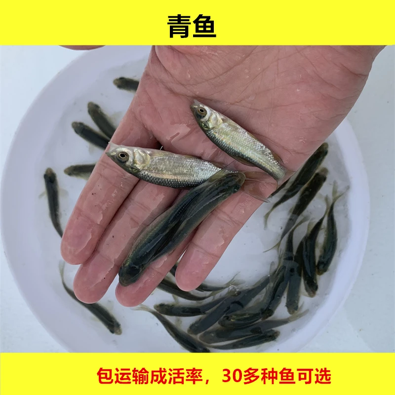 淡水青鱼螺丝青活体黑鲩鱼黑草鱼乌青鱼宠物水族观赏四大家鱼好养