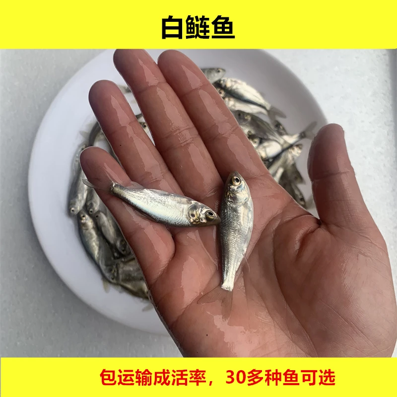淡水白鲢鱼活体四大家鱼宠物水族观赏养殖小尺寸鱼好养殖大规格鱼