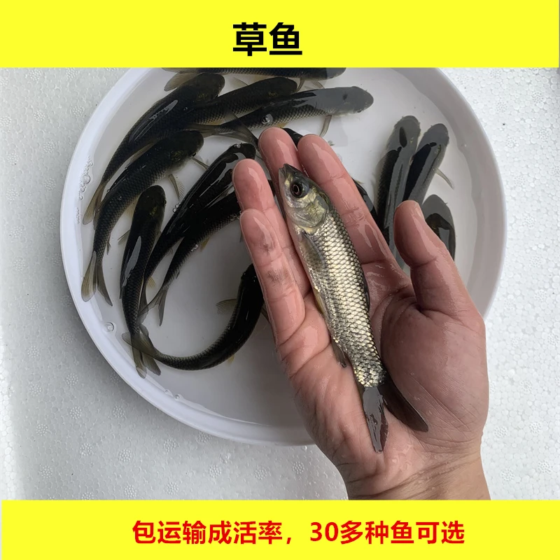淡水草鱼鲩鱼混子四大家鱼活体宠物水族观赏养殖好养活小规格小鱼