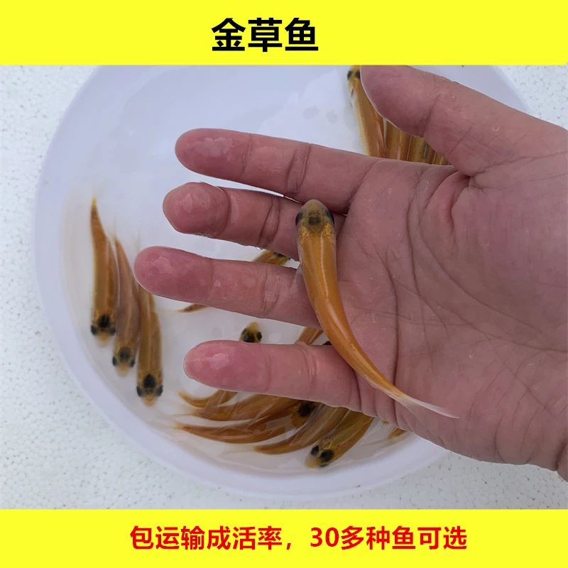 淡水金草鱼金丝鲩鱼草鱼红草鱼活体宠物水族观赏养殖小尺寸大规格